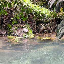 Eine Schildkröte, der macht das blaue Wasser nichts