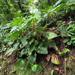 Sieht aus wie eine Monstera