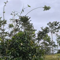 Unser erster Tucan!!