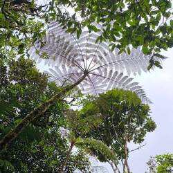 Für mich verrückte Pflanzen