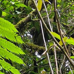 Und dann noch ein Faultier...