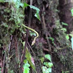 Die nicht, laut Guide essen die Affen diese Schlangen
