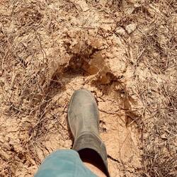 Menschenfuß vs. Elefantenfuß