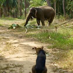 Elefant und Hund