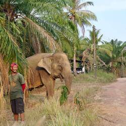 Mahout und der Elefant