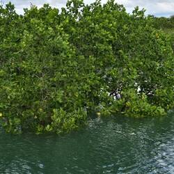 Mangroves. At high tide, the trees are almost covered. At low tide, they sit in mud. A 23 ft diff.