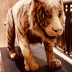 Grrrr. The eye of the tiger!