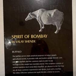 Valay Shende's water buffalo