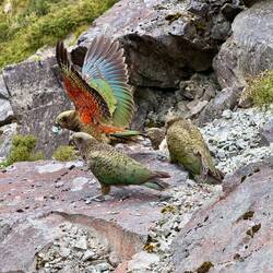 Another Kea mountain parrot siting at the Otira Viaduct view point!