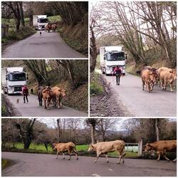 Rushhour im ländlichen Nordspanien...😂😇😂