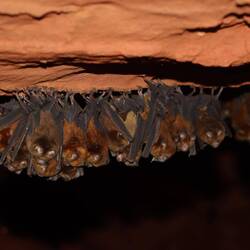 In einer kleinen Höhle gibt es Fledermäuse