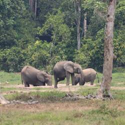 Dann tauchen sie auf, die Waldelefanten