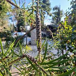 Karminroter Zylinderputzer (Fruchtstand) auf dem CP