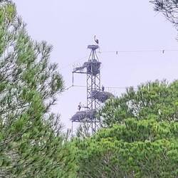 Hochhaus für Störche. 😳