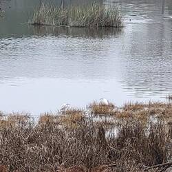 Natürlich zur Vogelbeobachtung!☝️
