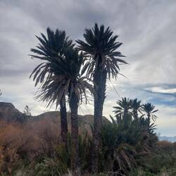 Oase von Lawrence de Arabia