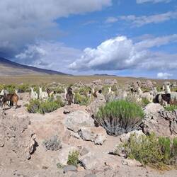 Noch mehr Lamas 😍