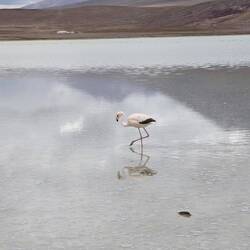 Flamikuuuhs uuund Flamingopolitik 🦩