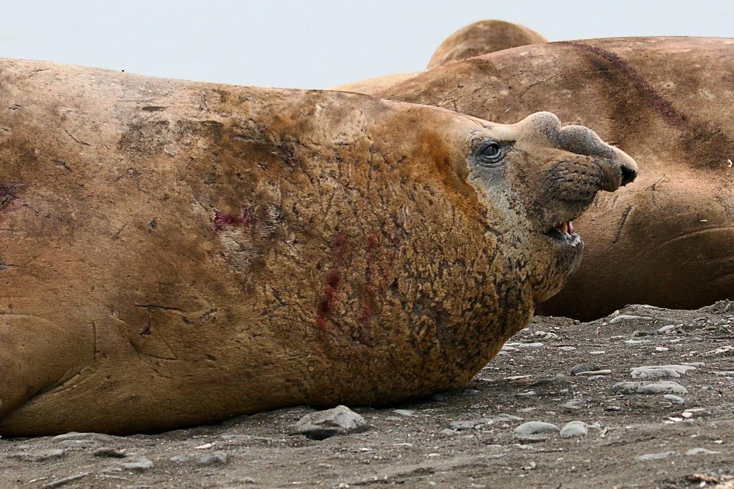 Almost mature male Elephant seal