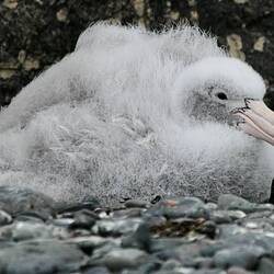 Petrel chick - the tube on its beak is for excreting salt water absorbed from fish eaten