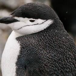 Note the water beading on its feathers
