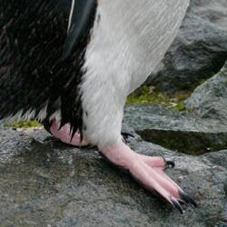 Claw toes for gripping ice and rock