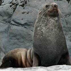 Male fur seal