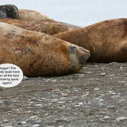 The travails of being a penguin