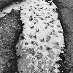 Penguin tracks in the snow