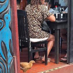 The fried chicken is very fresh in this bar.