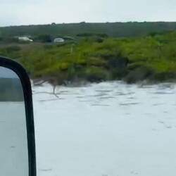 ... und diesmal mit Kängurus: Lucky Bay…