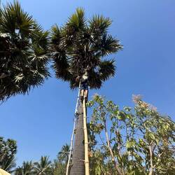 Judah practicing his palm sugar harvesting technique