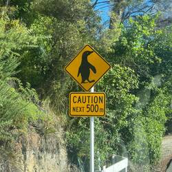 Leider keine gesehen, aber sollen auch suuuuper selten mal hier sein