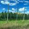 Hopfen