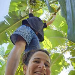 Picking unripe bananas