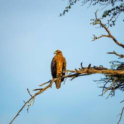 Adler - aber welcher?