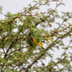 Webervogel bei der Arbeit