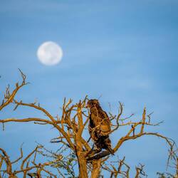 Bataleur vor Vollmond