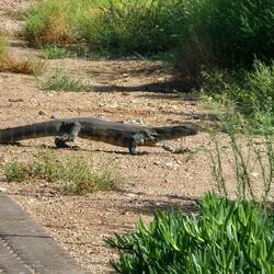 Eine kleine "Echse" zum Abschied in Upington