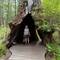 Ausgebrannter Tingle Tree