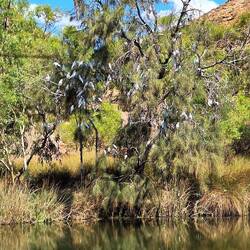 Hunderte von Kakadu's