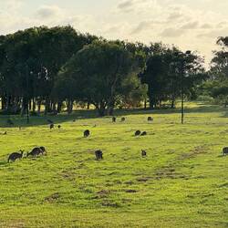 Kängurus auf der Retourfahrt...