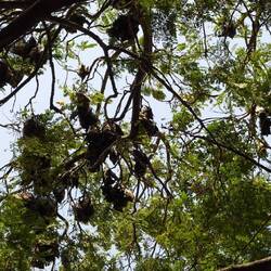 An einem Baum hängen hunderte Flughunde