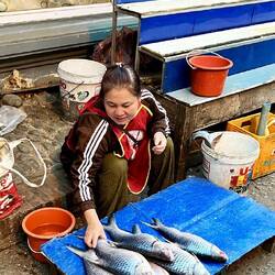 Fische werden drapiert