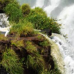 Great Egret at the Brazilian Falls.