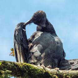 Black vulture — Iguazú Falls National Park, Brazil.
