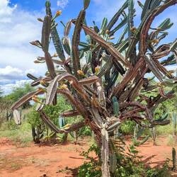 Weg zur Gruta Lapa Doce