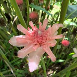 Um ihn wieder viele Blüten die wir noch nicht kannten