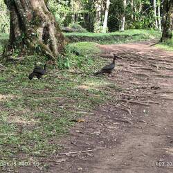 Das sind Puten ähnliche Vögel die nachts auf dem Bäumen sitzen