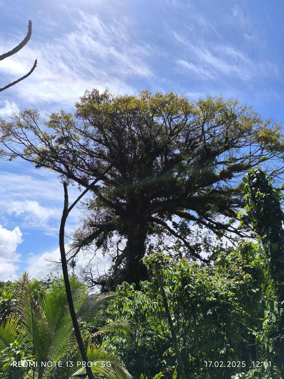 Das ist er, der große Baum